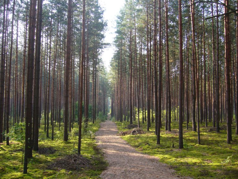 Asta Katutė. Gamtą tausojanti Lietuva